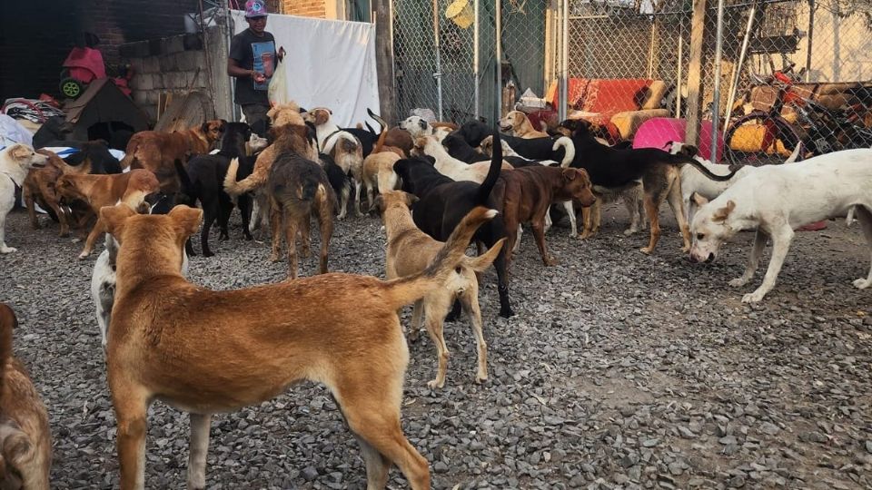 Refugio Animal en Puebla en riesgo de ser cerrado sin que se conozca el destino de 100 animales