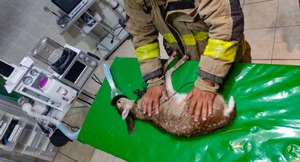 Rescatan a otro venado bebé en León; lo trasladan al Zooleón