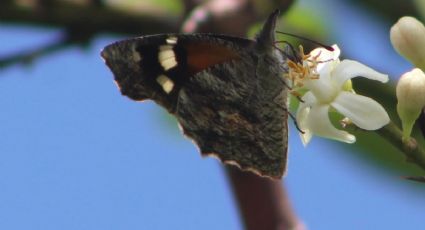 La mariposa pinocho ofrece su bello espectáculo en su paso por Guanajuato