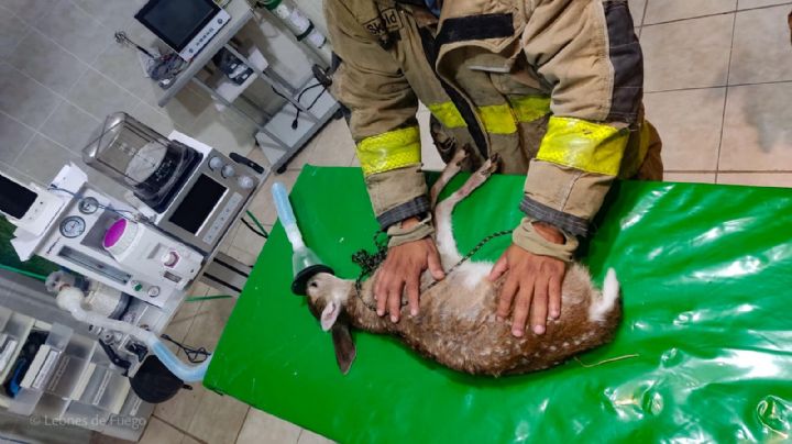 Rescatan a otro venado bebé en León; lo trasladan al Zooleón