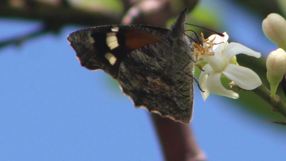 La mariposa pinocho pasa también por el estado de Guanajuato