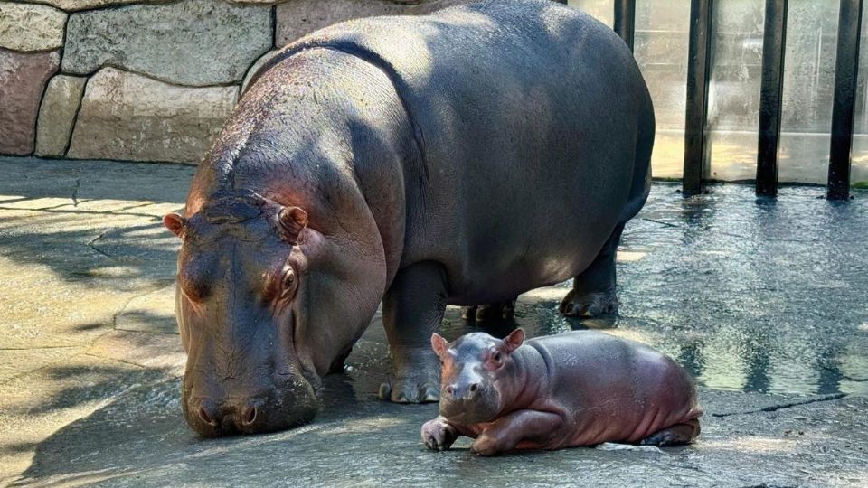 Gloria presenta bebé hipopótamo a Tyson tras 9 días de nacido en Orizaba