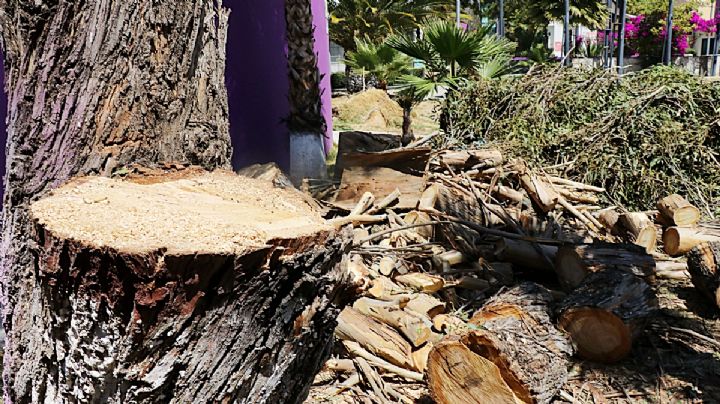 Escombro y tala de árboles causan tensión en localidades Real del Monte a Huasca: diputada