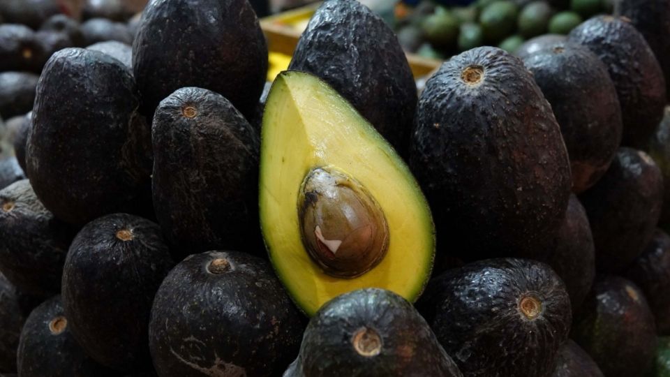 El campo mexicano es generador de las tres variedades de aguacate más apreciadas por los consumidores, que son el hass, el criollo y el fuerte