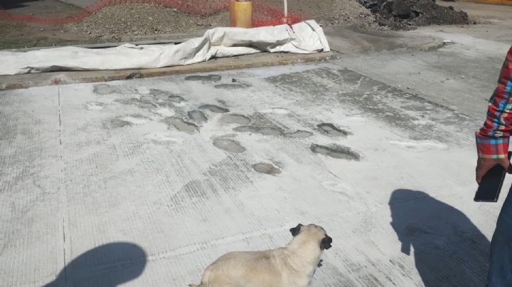 Dañan pavimento nuevo en el bulevar Nuevo Hidalgo, reemplazo costará 108 mil pesos