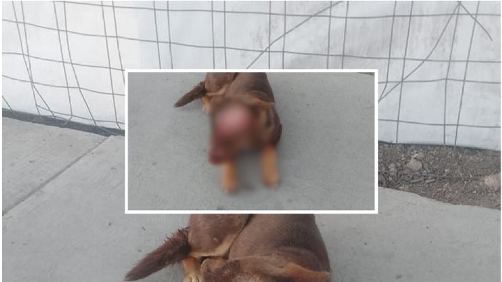 Perro será sacrificado en Hidalgo tras machetazo que le dieron en la cabeza