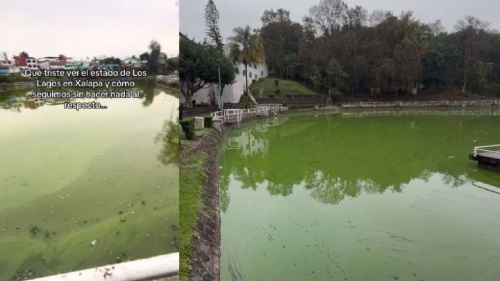 Los Lagos de Xalapa se viralizan por la fuerte contaminación: peces muertos y basura