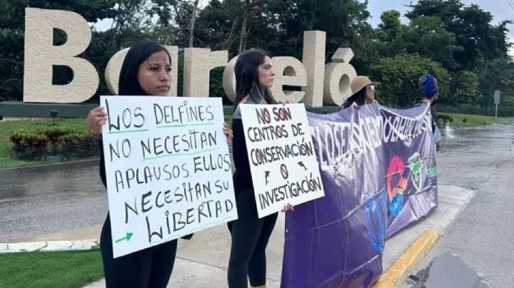 Hotel Barceló Riviera Maya, en el “ojo del huracán” por quejas de maltrato de delfines