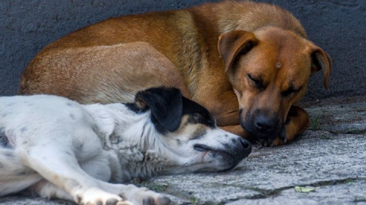 Indignación en Mérida por envenenamiento de 15 perros en la Central de Abastos