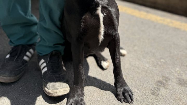 Machetean a perro en Pachuca; el responsable ya está identificado, pero no han actuado contra él