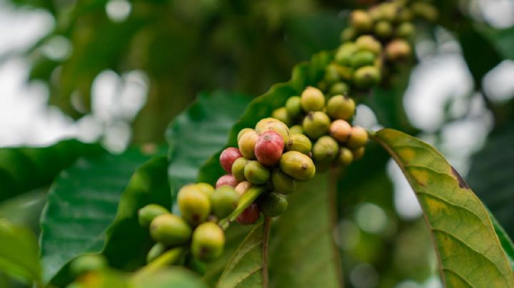 Plan NESCAFÉ en México: 15 años de compromiso con el campo cafetalero