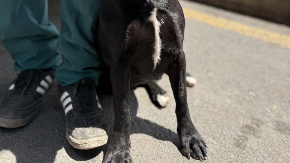 El perro se encuentra actualmente recibiendo atención