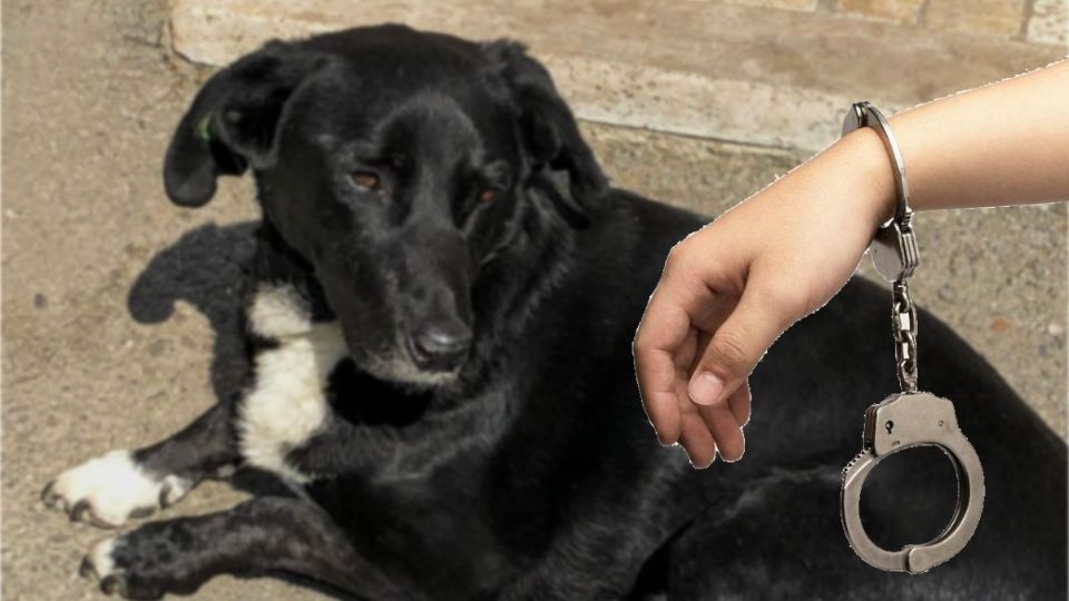 El perro atacado sobrevivió, pero agoniza