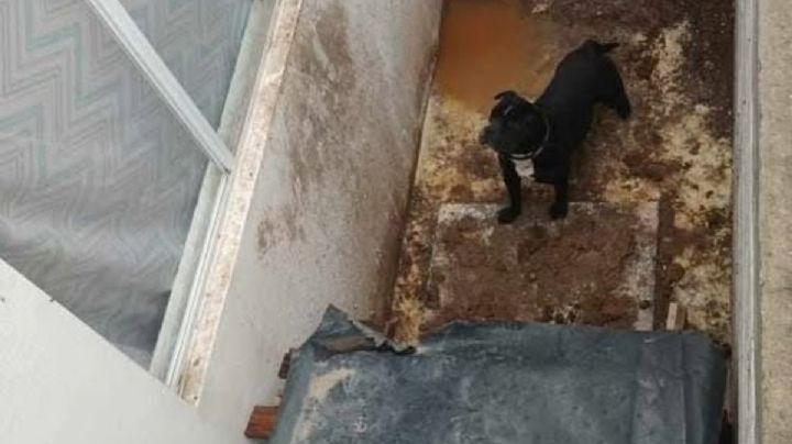 Denuncia: perrito viviendo en pésimas condiciones con plaga de ratones en Mineral de la Reforma