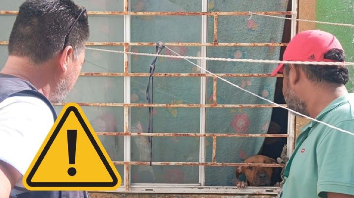 Denuncian grave caso de maltrato animal y plaga de garrapatas en fraccionamiento La Herradura de Veracruz