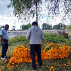 “El cempasúchil no da para vivir”; la precaria situación del campo en Hidalgo
