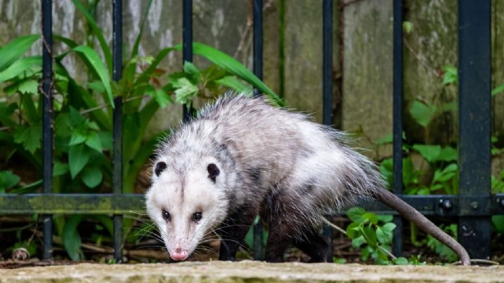 Colectivo denuncia que muerte de tlacuache en Hospital de Pemex de Poza Rica habría sido provocado