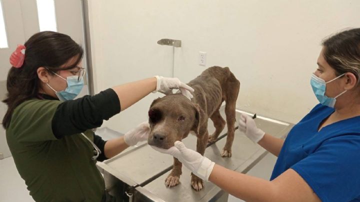 Rescatan a perrita maltratada en León, tiene daño en un ojo y desnutrición, Fiscalía ya investiga