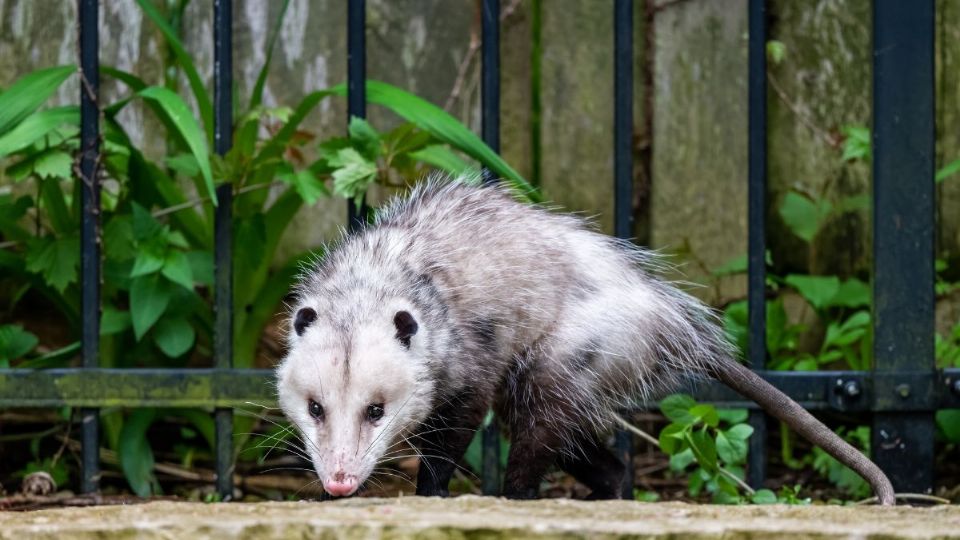 Animalistas exigen justicia por tlacuache hallado muerto en hospital de Pemex de Poza Rica