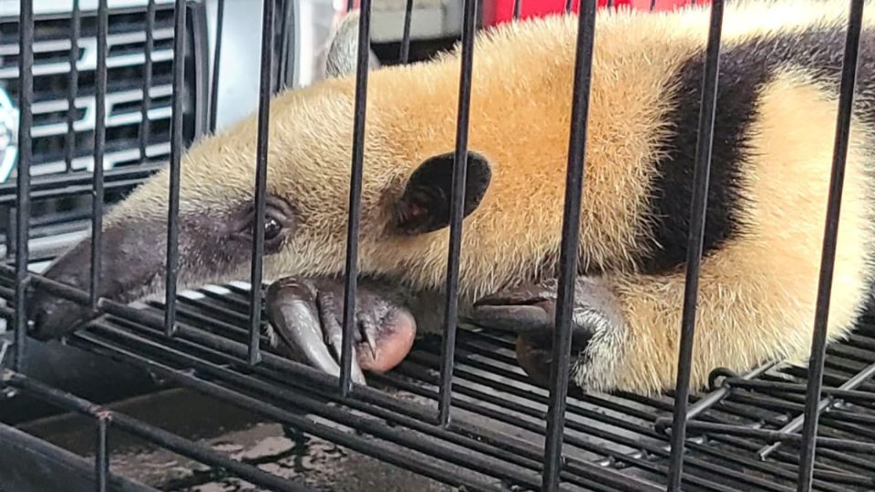 Hallan oso hormiguero en casa de Veracruz; no descartan cautiverio