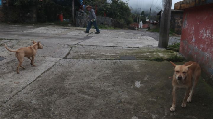 Maltrato animal en Nuevo León: así quedaron las nuevas sanciones