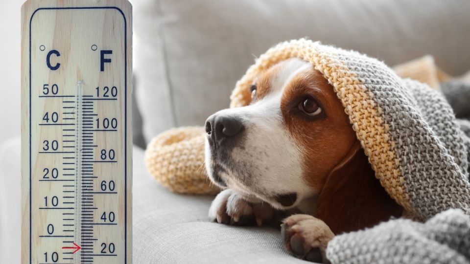 Por la mañana se prevé un ambiente muy frío con heladas en zonas altas y temperaturas de -5 a 0 grados Celsius