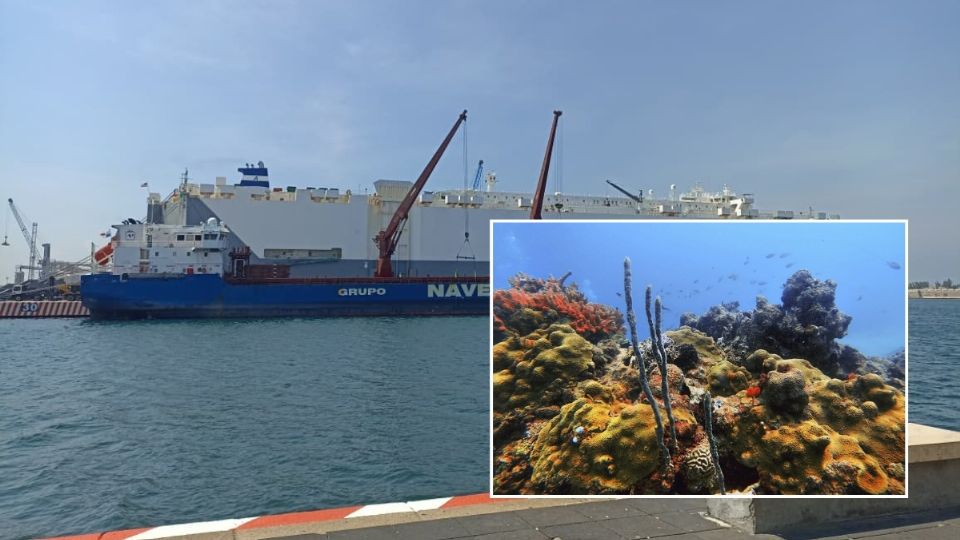 Ampliación del puerto de Veracruz, entre el desarrollo y la devastación de arrecifes