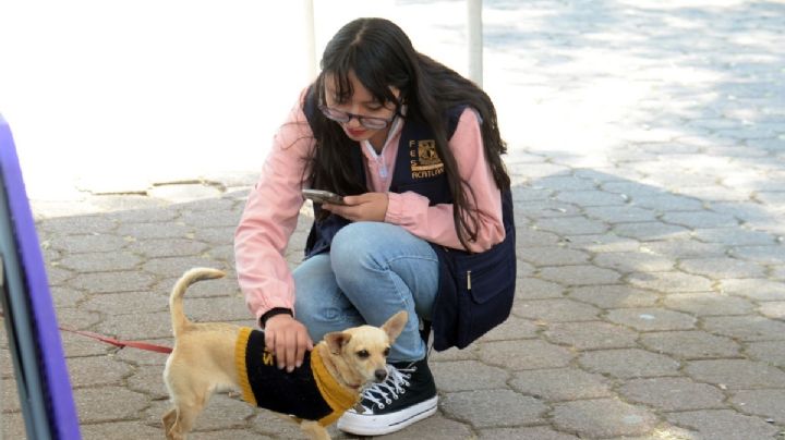 Amor con croquetas se paga: FES Acatlán impone récord de recolección de croquetas