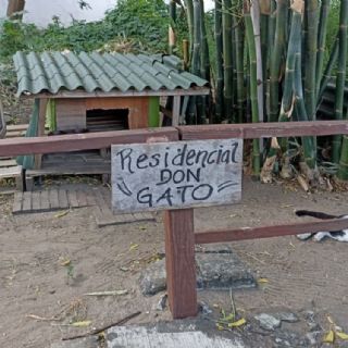 Residencial Don Gato: una respuesta ante el abandono animal en Veracruz