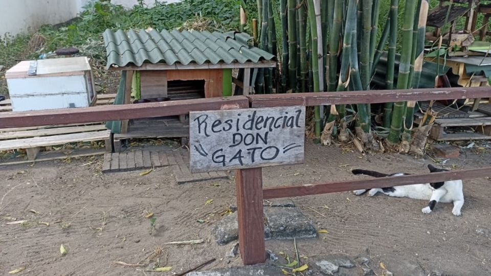 Residencial Don Gato: una respuesta ante el abandono animal en Veracruz