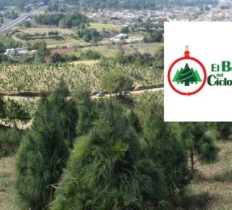 Foto descriptiva de: El bosque donde puedes cortar tu propio árbol de Navidad