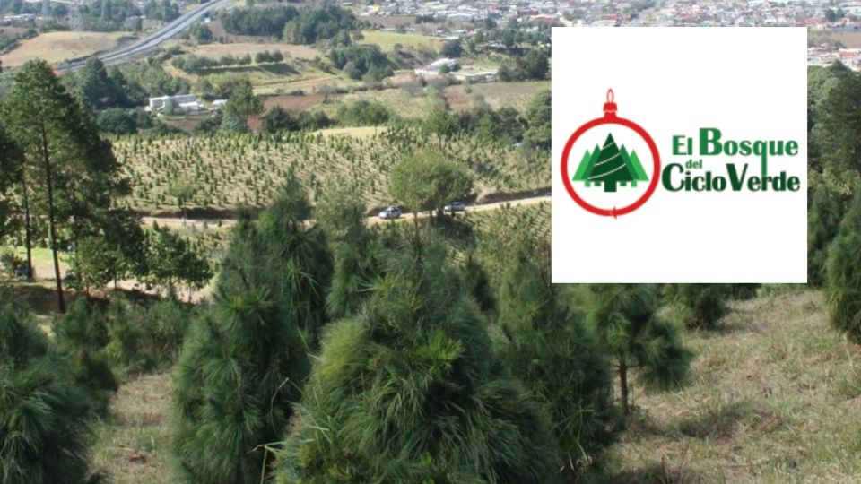 El bosque donde puedes cortar tu propio árbol de Navidad en Veracruz: fechas, precio y ubicación