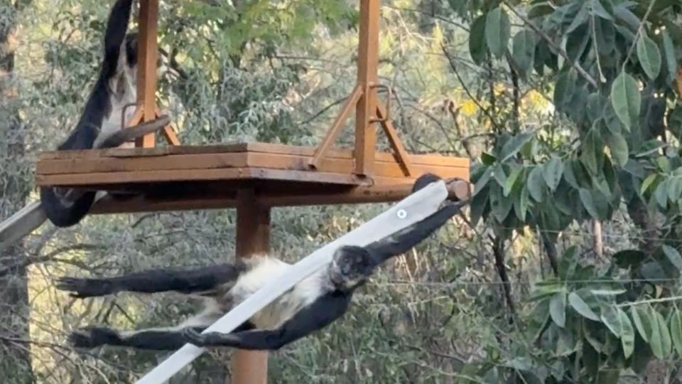 Changos del zoologico de León Guanajuato
