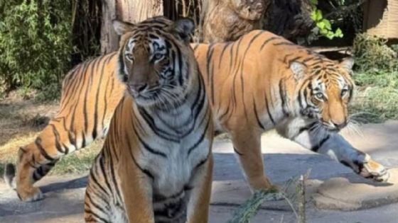 Juez ordena cerrar el Zoológico de León por amparo de defensores de animales