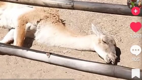 Captan a dromedario agonizando en el Zoológico de León
