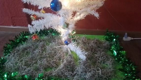 Aseguran cargamento de heno y musgo en Hidalgo; iban a ser vendidos como adornos navideños