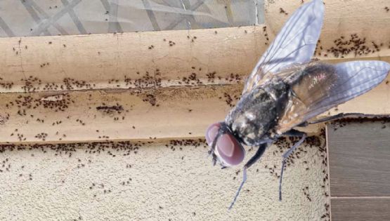 Plaga de moscas invade fraccionamiento en Tizayuca