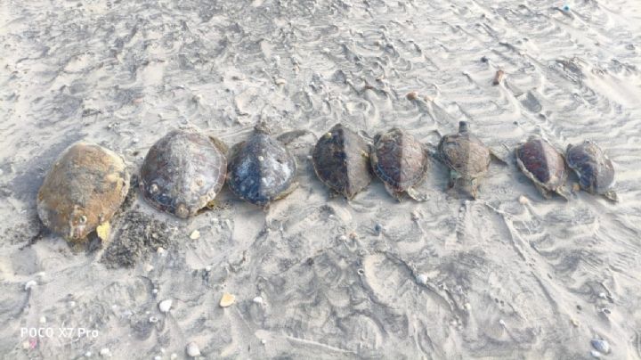 Denuncian muerte de más 500 tortugas marinas en playa de Matamoros