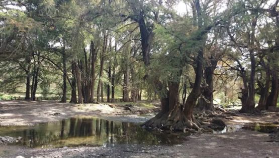 Hidalgo tiene un sorprendente lugar con manantiales entre ahuehuetes milenarios y venados cola blanca