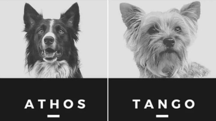 Tribunal da amparo a asesino de perros pese a orden de SCJN