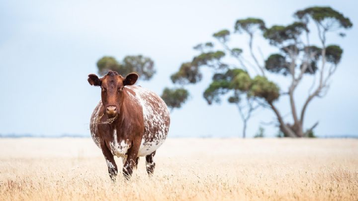 ¿Nuevo León podría volver a exportar ganado a EU este 2025?; esto es lo que se sabe