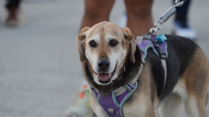 Participan más de 400 perros en la carrera “Corre con tu amigo” en Pachuca; así se vio