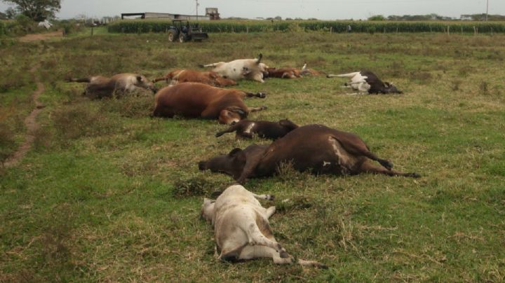 ¿Qué provocó la misteriosa muerte de 600 reses en Tabasco? Casos siguen en aumento