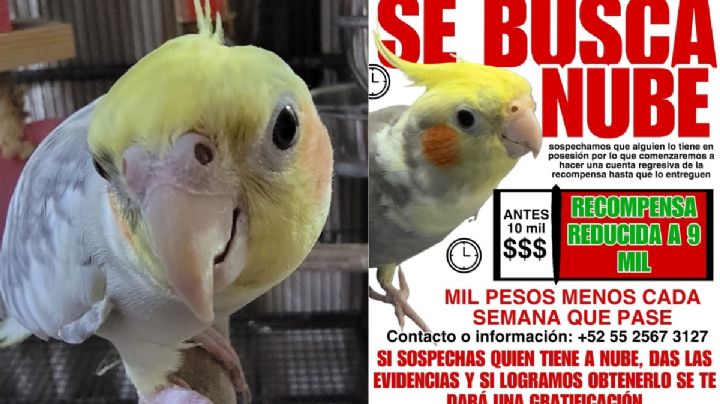 Ofrecen recompensa de nueve mil pesos por el regresó de "Nube" una cacatúa de Minatitlán, Veracruz