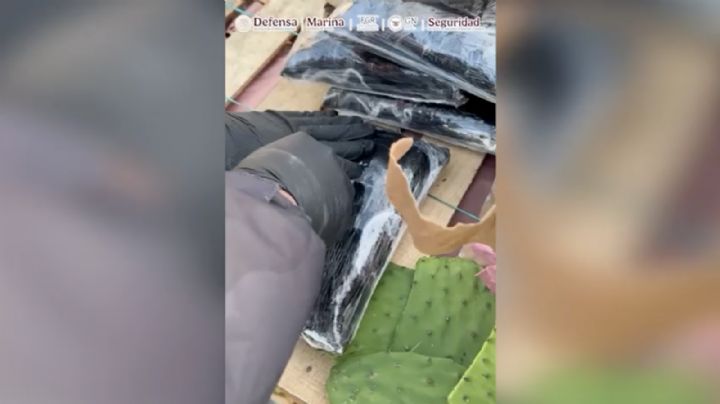 Fentanilo entre nopales: así cayó un tráiler con droga valuada en 131 millones de pesos