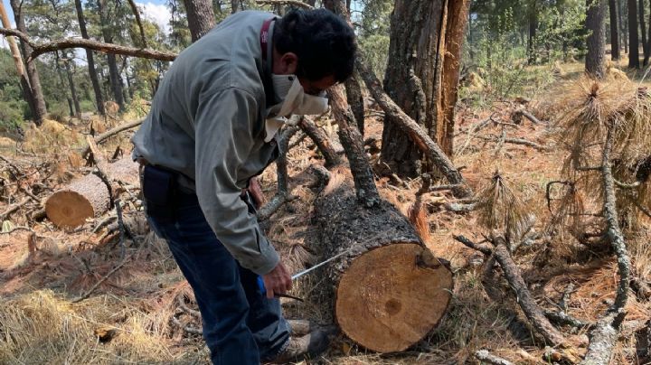 La delincuencia organizada se alía con taladores: Profepa