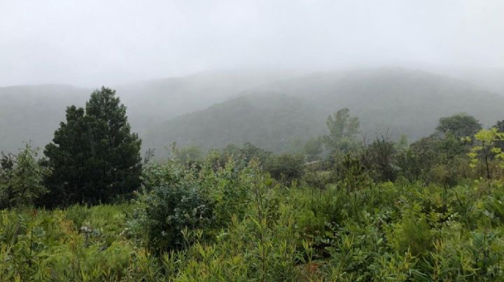 Conoce el hermoso bosque que se encuentra a pocos minutos de Guanajuato capital
