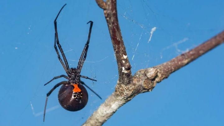 ¿Cuántas arañas y alacranes hay en Guanajuato? Algunas especies son letales