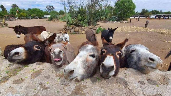 Ya está cerca la Feria Nacional del Burro, ¿Cuándo y dónde?