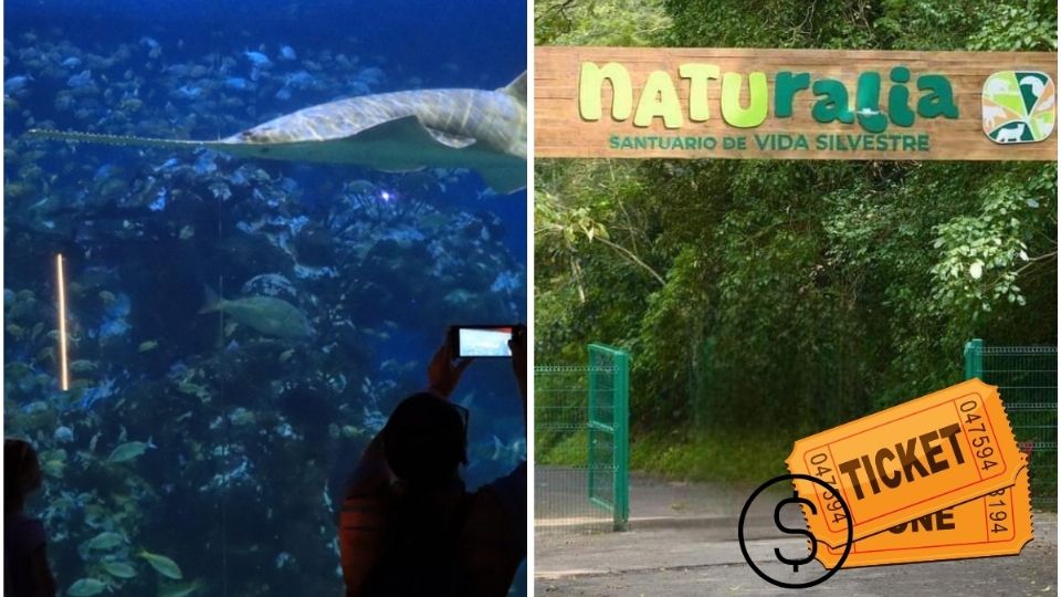 Con reforma, Nahle busca nuevo costo de entrada a Aquarium de Veracruz y Parque Naturalia